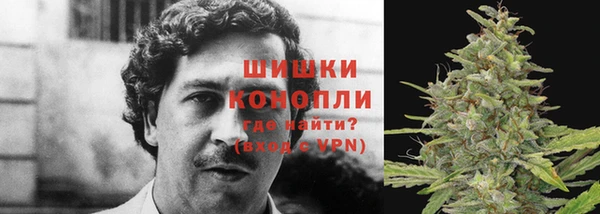 сатива Дубовка